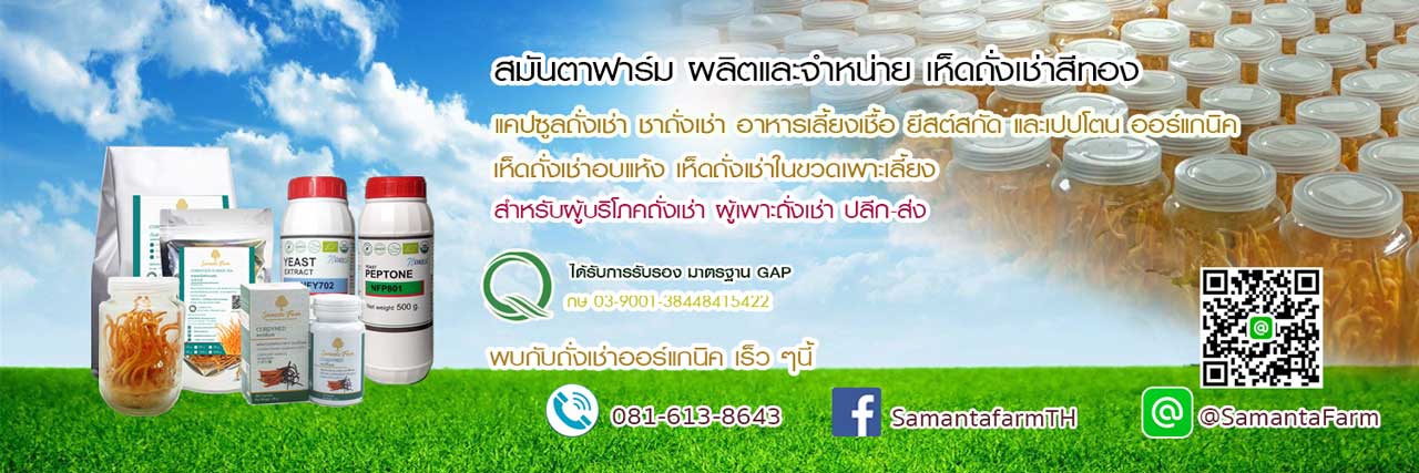 จำหน่ายถั่งเช่าสีทอง